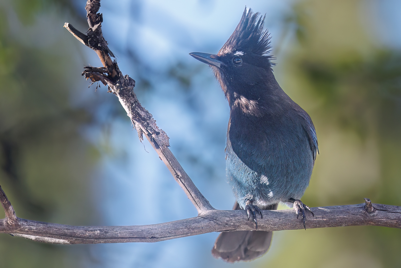 Ein Diademh&auml;her [Cyanocitta stelleri] sitz im Baum und wartet auf touristische Zuwendung
