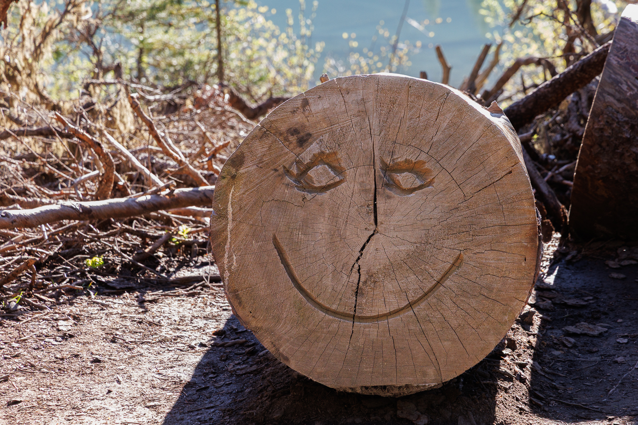 Auch der Baum freut sich &uuml;ber das sch&ouml;ne Wetter