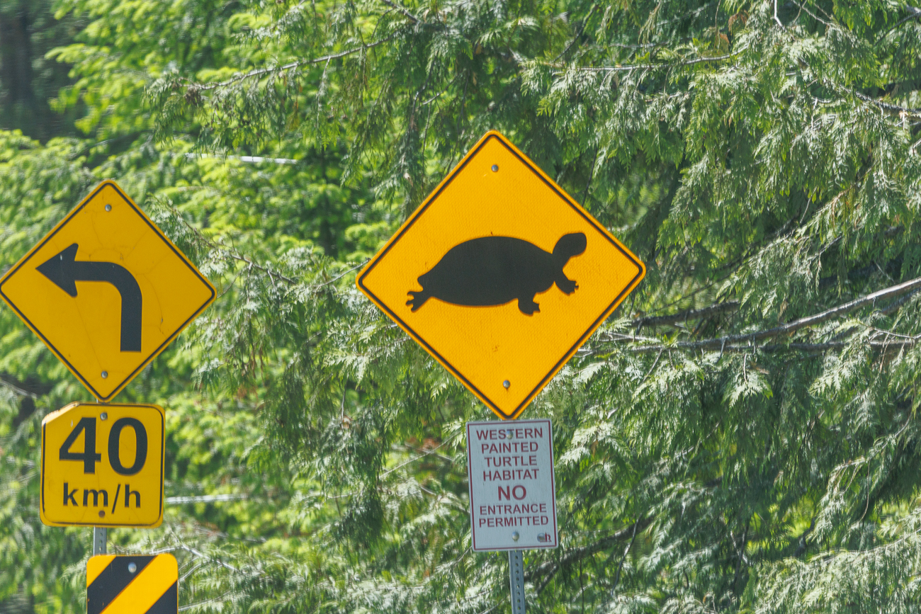 Statt vor B&auml;ren wird in Revelstoke vor Schildkr&ouml;ten gewarnt