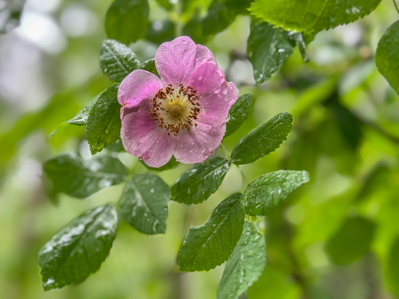 Kleinbl&uuml;tige Rose [Rosa rubiginosa]
