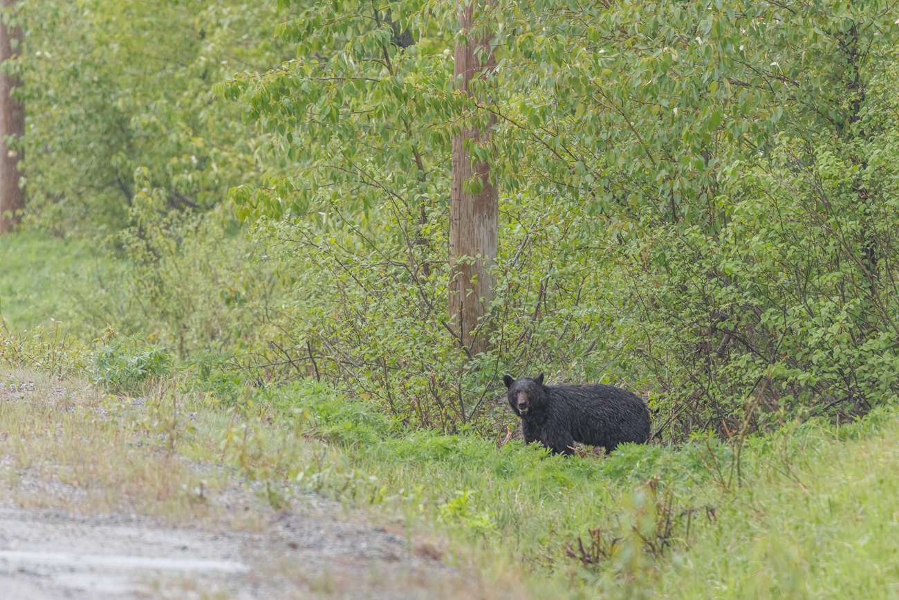Ein stattlicher Schwarzbär am Straßenrand