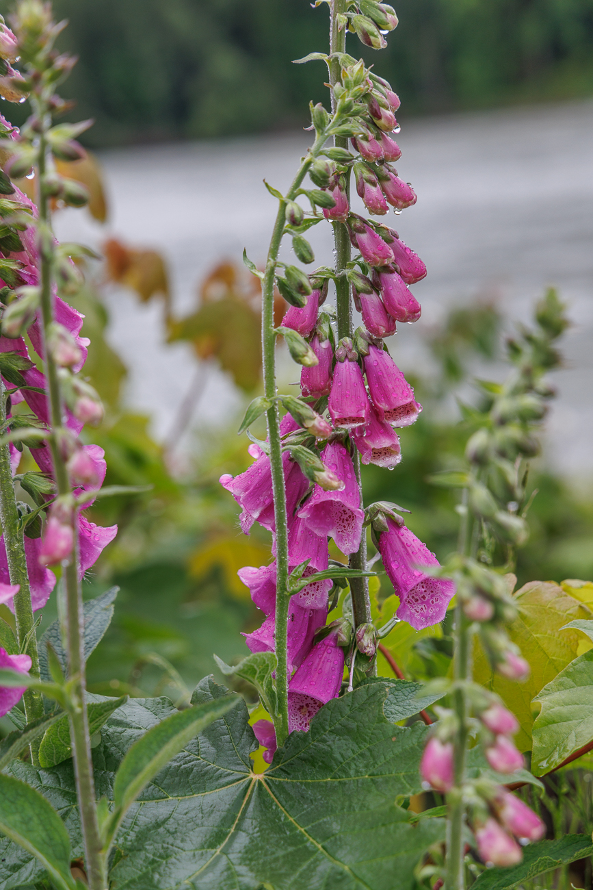 Roter Fingerhut [Digitalis purpurea]