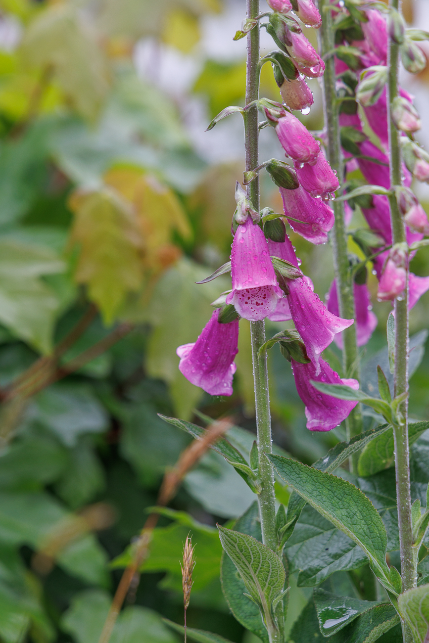 Roter Fingerhut [Digitalis purpurea]