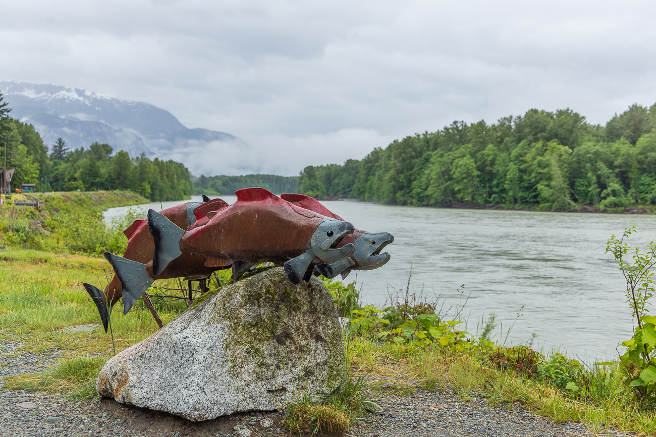 ... die jedes Jahr den Squamish River hinauf ziehen