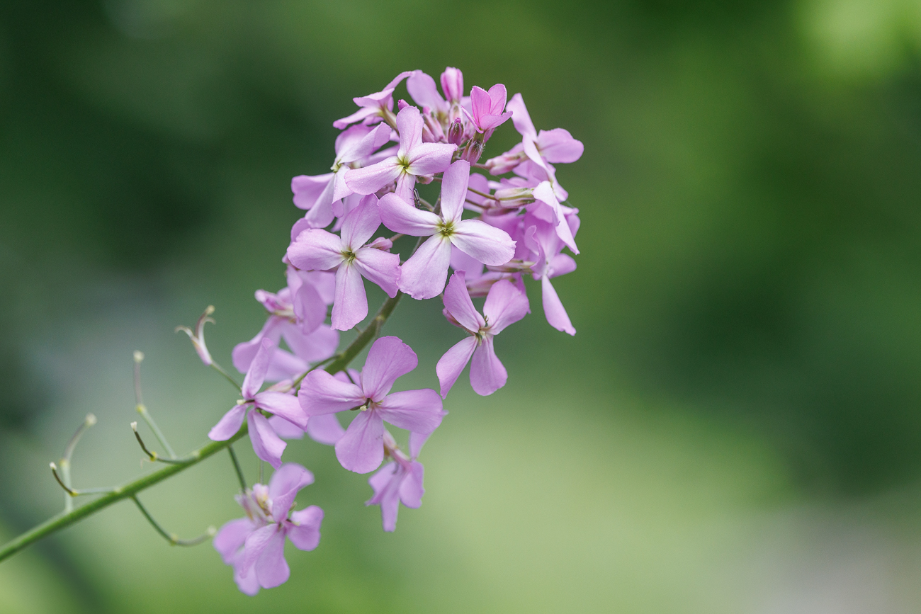 Gew&ouml;hnliche Nachtviole [Hesperis matronalis]