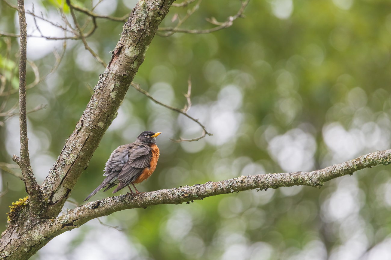 Wanderdrossel [Turdus migratorius]