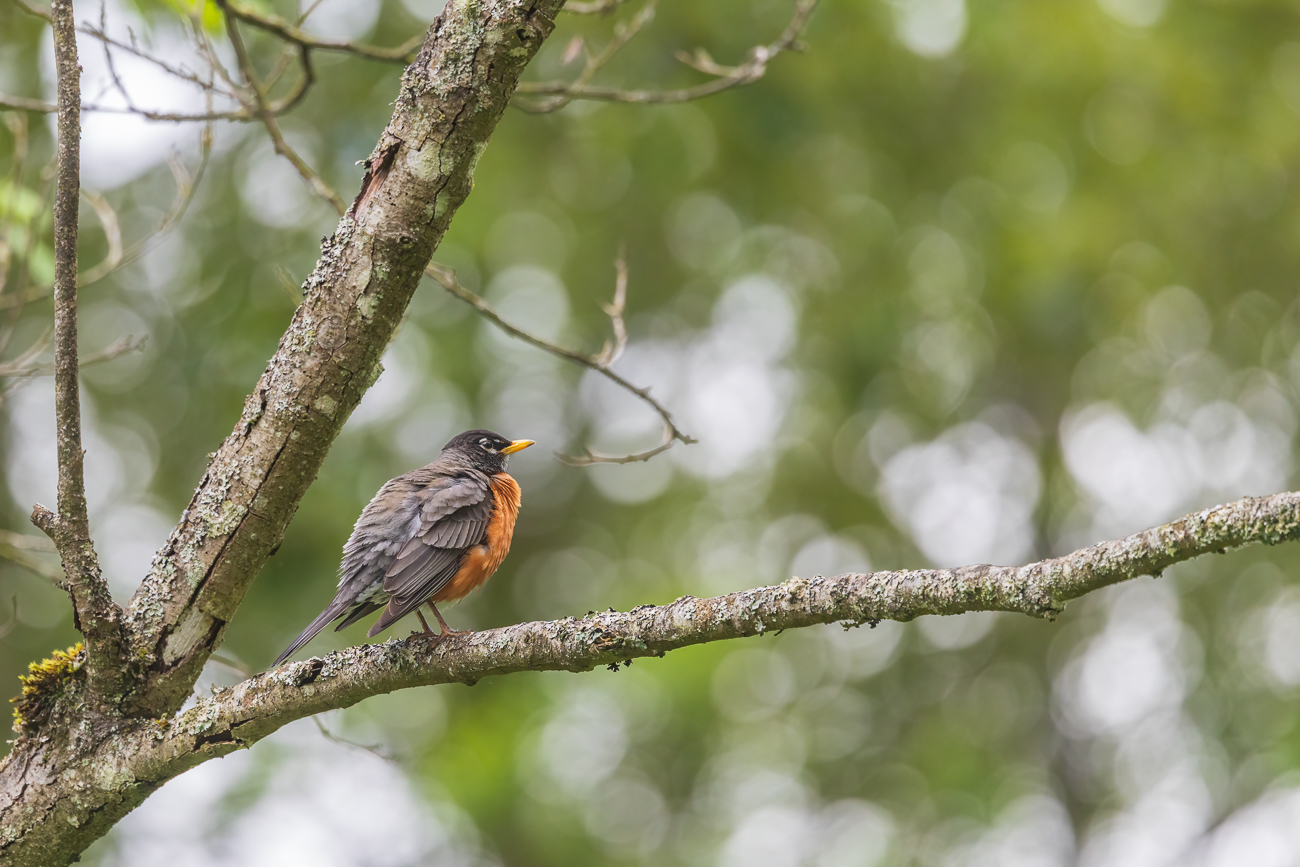 Wanderdrossel [Turdus migratorius]