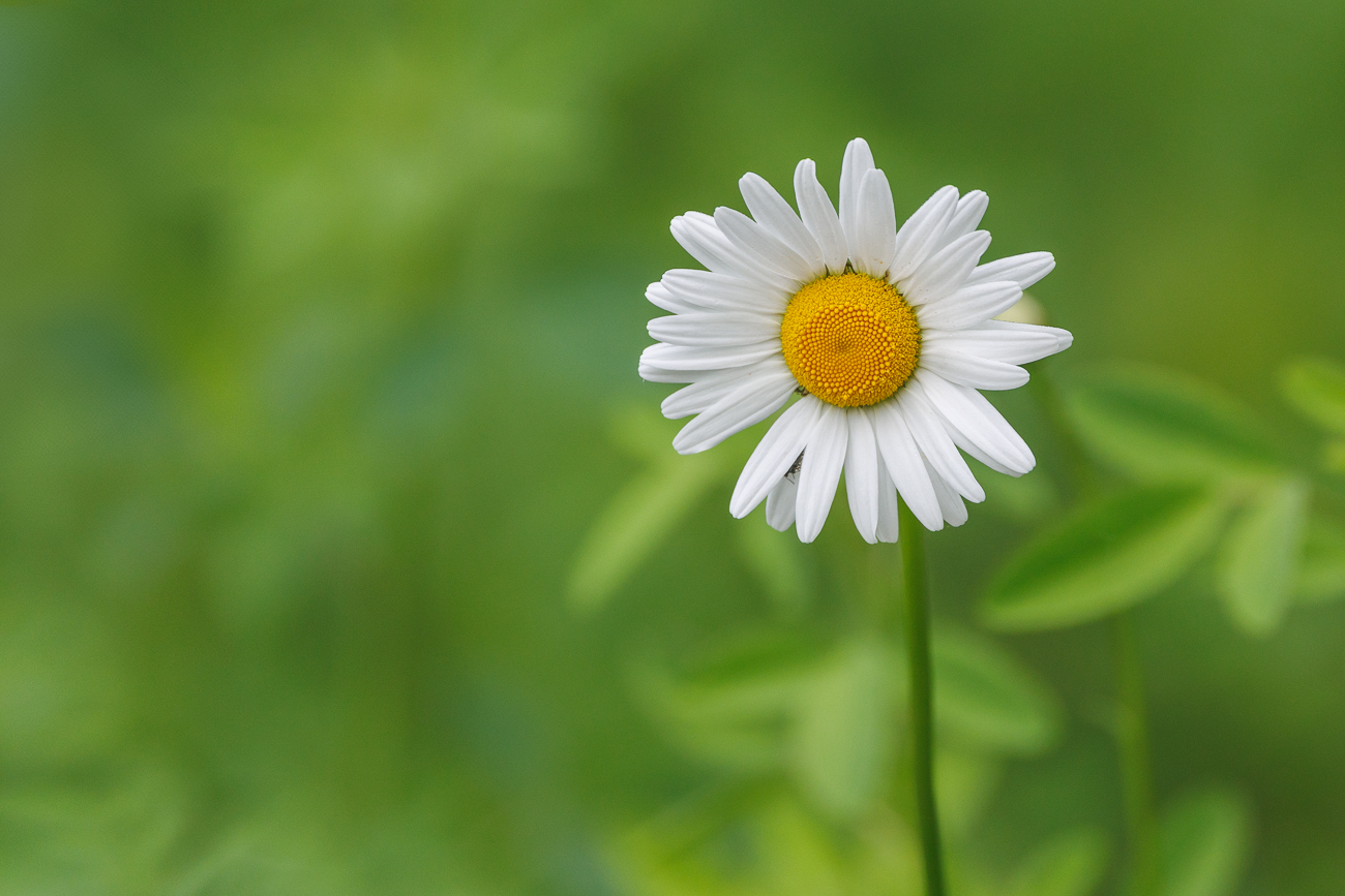Wiesenmargerite [Leucanthemum ircutianum]