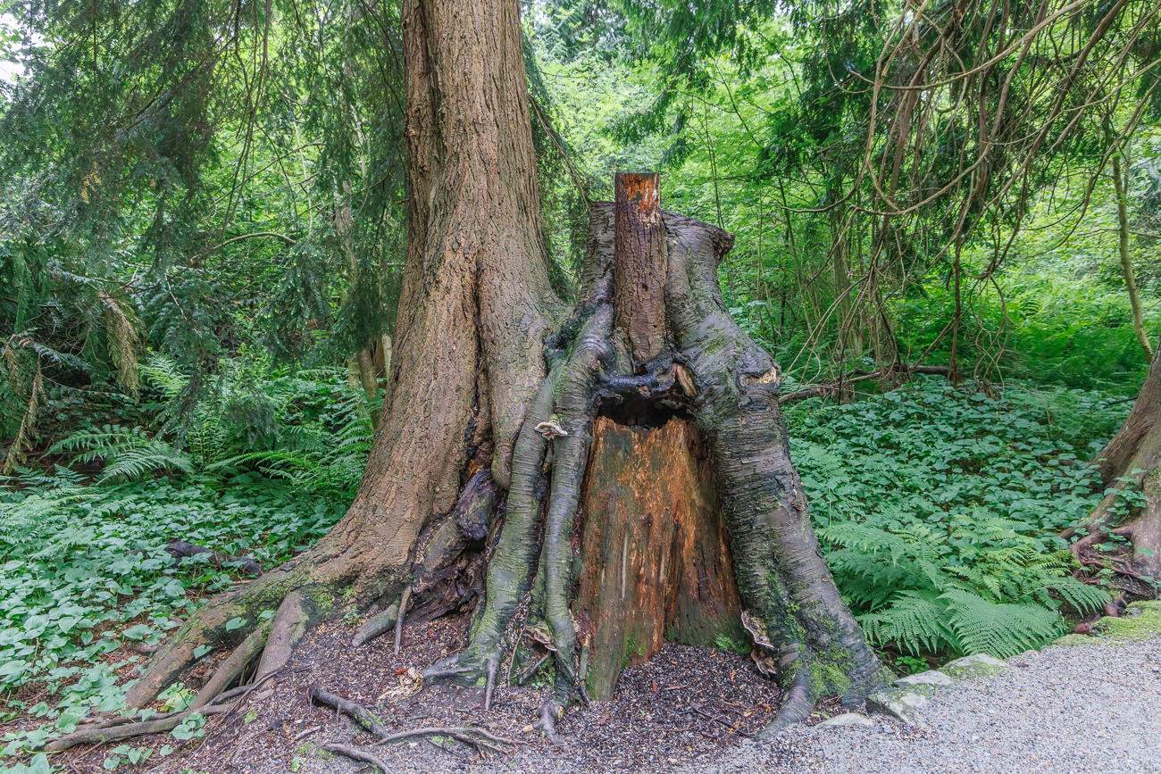 Ein Baum w&auml;chst um einen anderen Baum herum - aber beide wurden gef&auml;llt