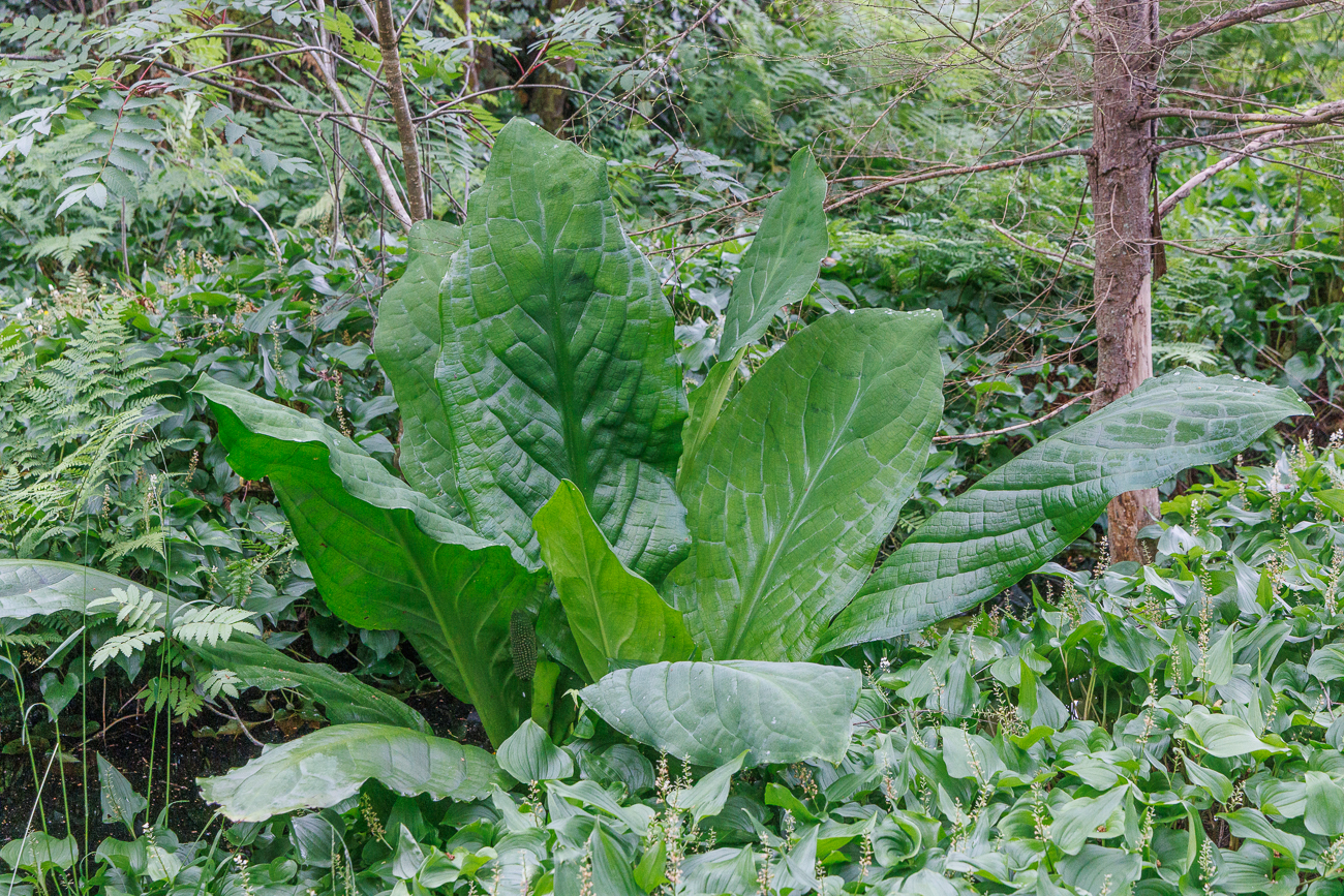 Amerikanischer Riesenaronstab [Lysichiton americanus]