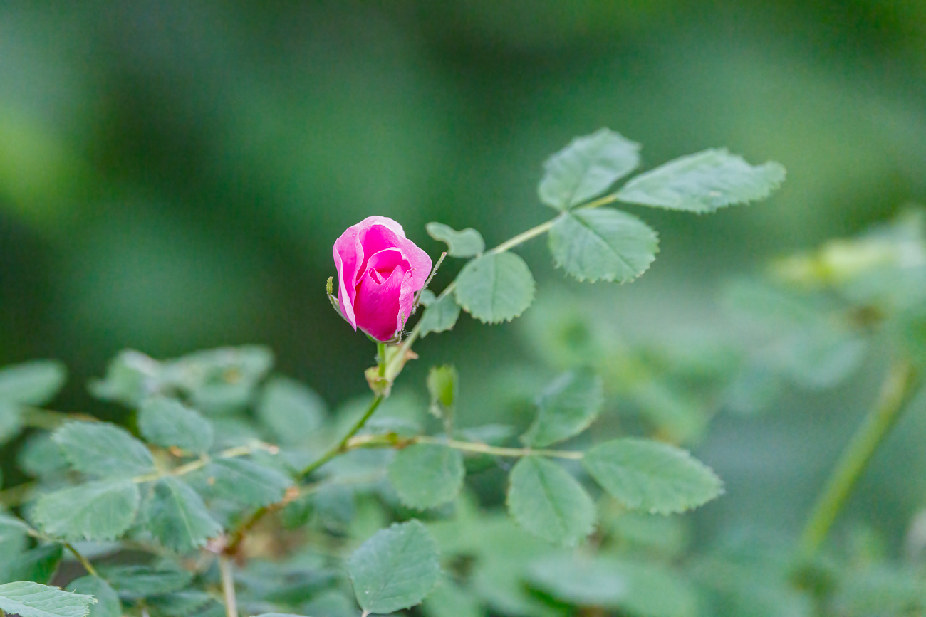Schottische Zaunrose [Rosa rubiginosa]