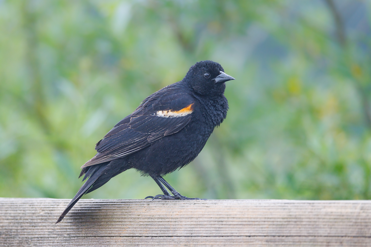 Rotfl&uuml;gelst&auml;rling [Agelaius phoeniceus]