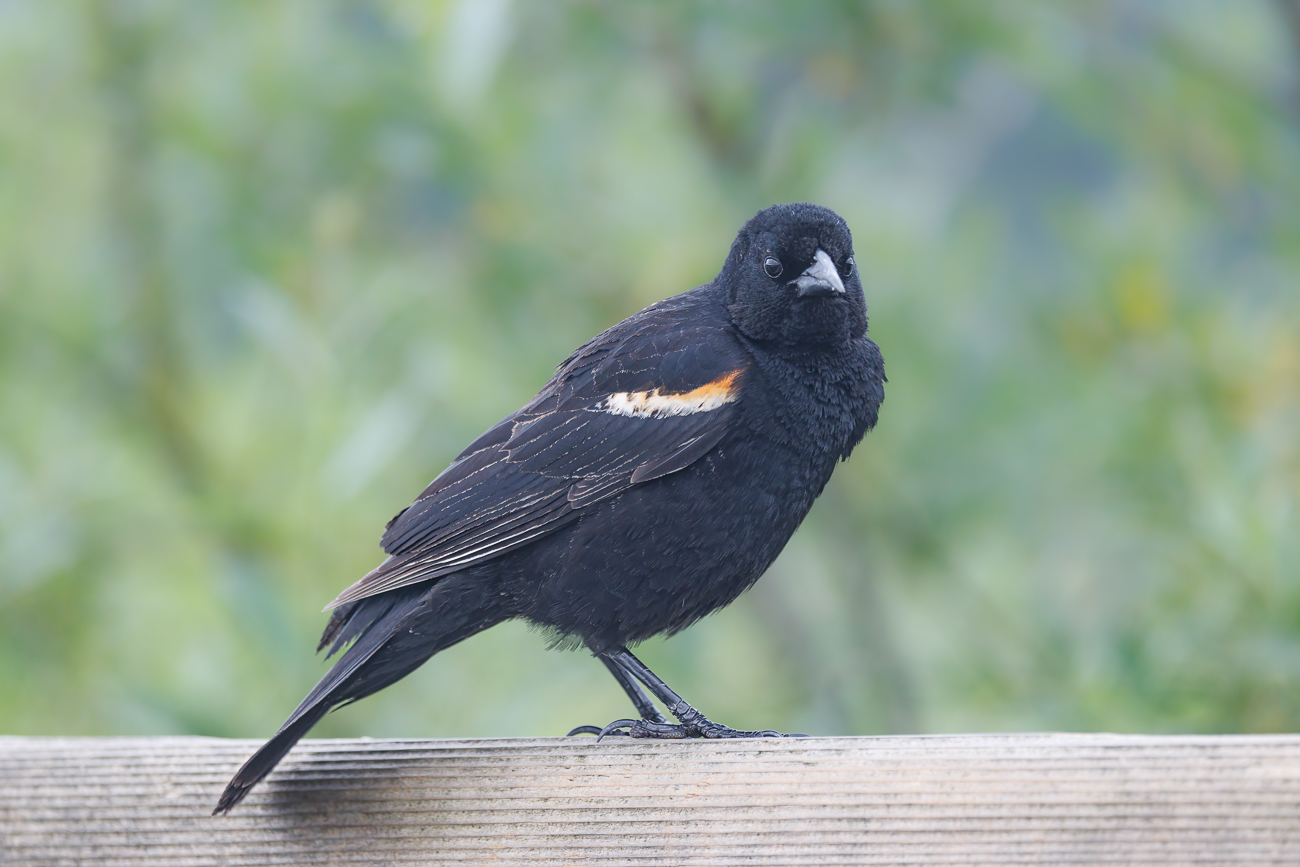 Rotfl&uuml;gelst&auml;rling [Agelaius phoeniceus]