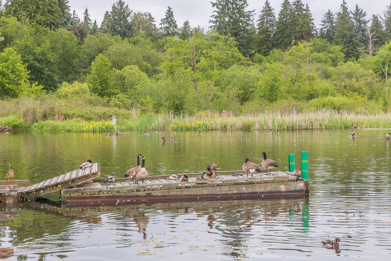 Kanadag&auml;nse und diverse Enten an einem alten Steg