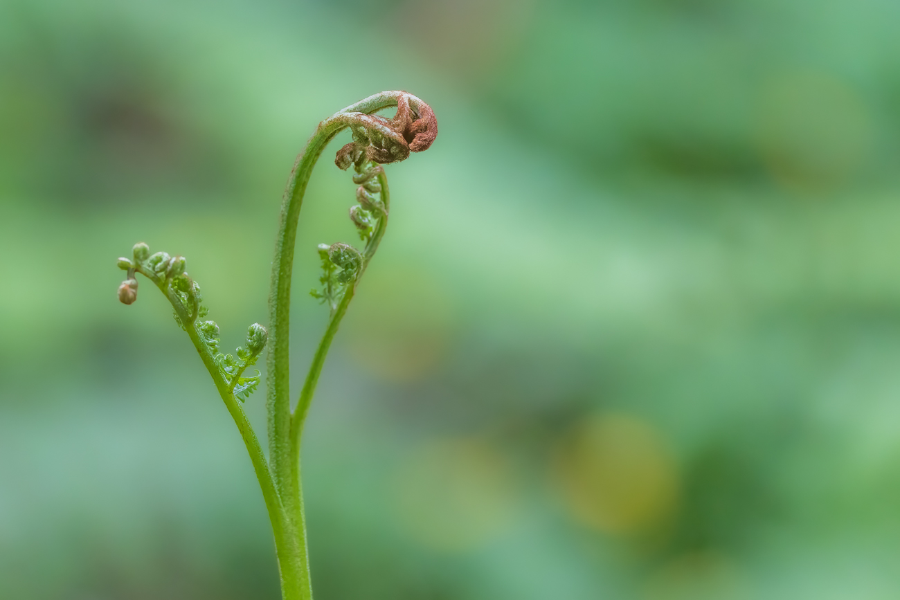 Adlerfarn [Pteridium aquilinium]