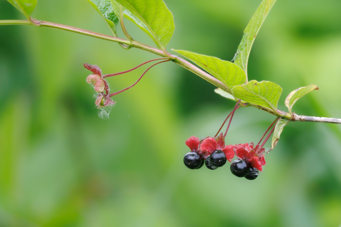 Beh&uuml;llte Heckenkirsche [Lonicera involucrata]