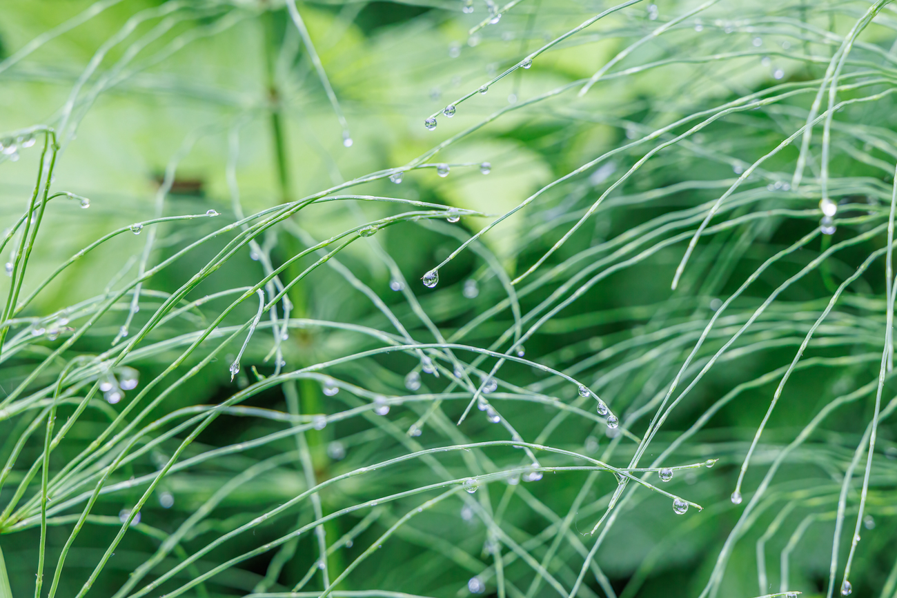 Wassertropfen am Riesen-Schachtelhalm [Equisetum telmateia]