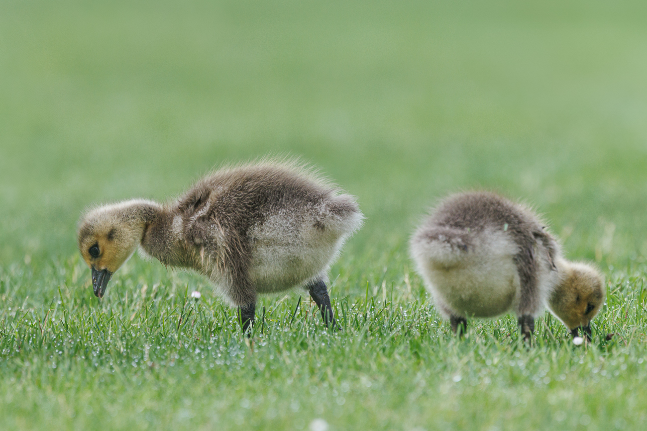 K&uuml;ken der Kanadag&auml;nse [Branta canadensis]