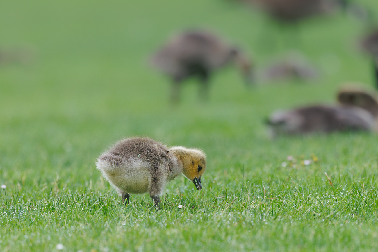 K&uuml;ken der Kanadag&auml;nse [Branta canadensis]