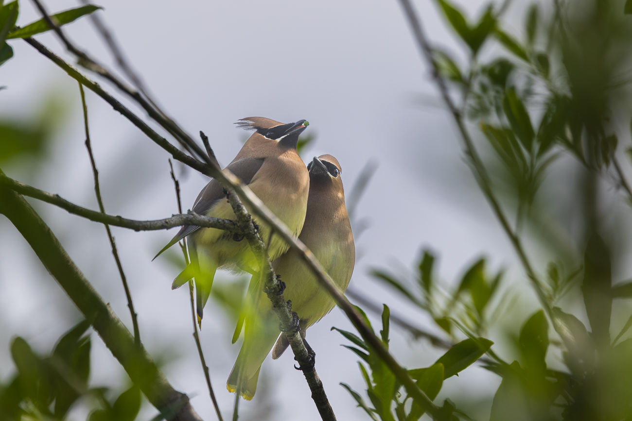 Zedernseidenschwanz [Bombycilla cedrorum]