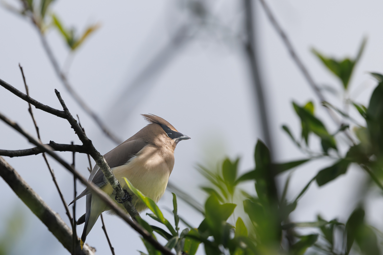 Zedernseidenschwanz [Bombycilla cedrorum]