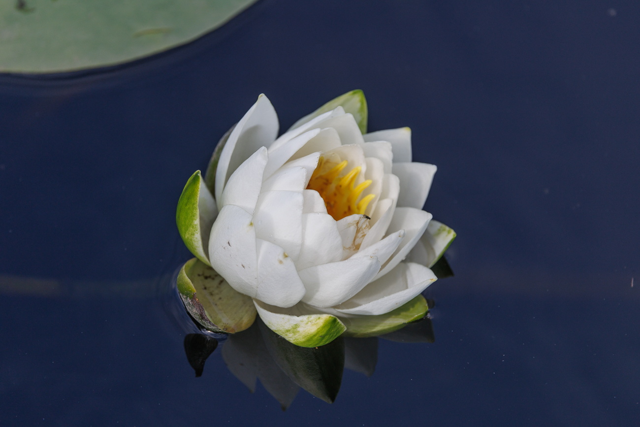 Wohlriechende Seerose [Nymphaea odorata Aiton]
