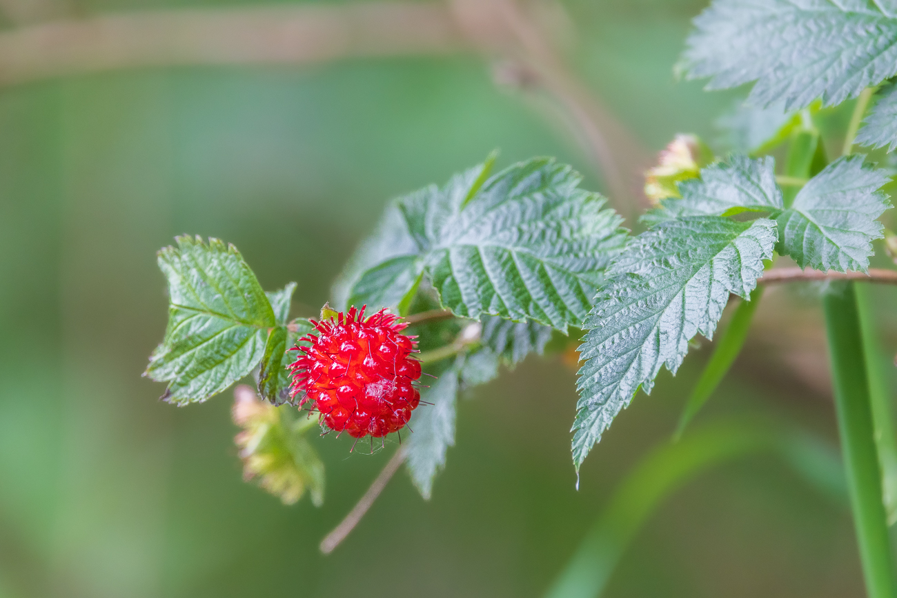 Pracht-Himbeere [Rubus spectabilis]