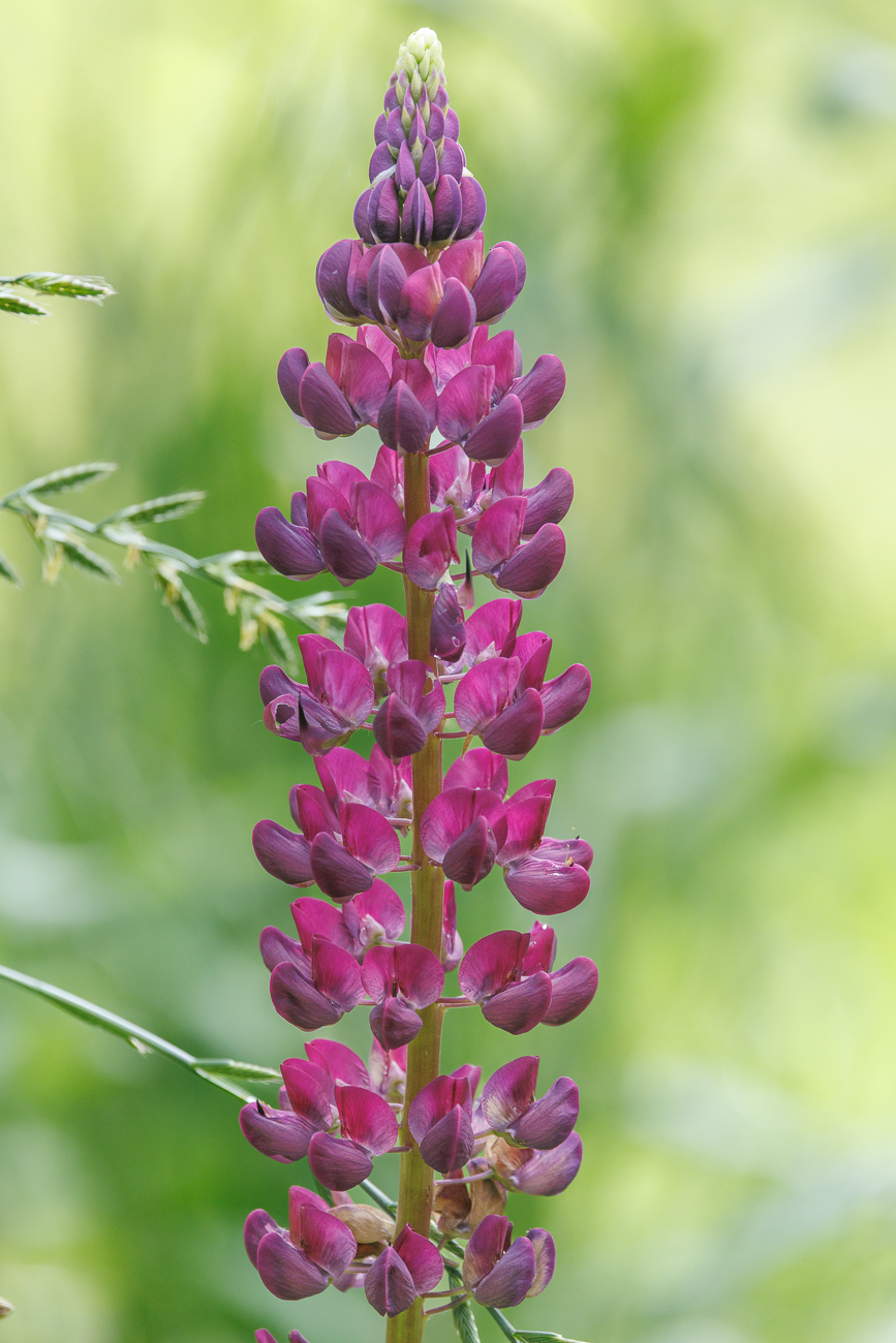 Gemeine Lupine [Lupinus regalis]