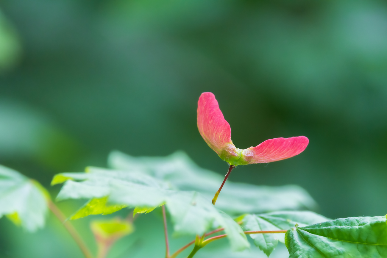 F&auml;cherahorn [Acer circinatum Pursh]