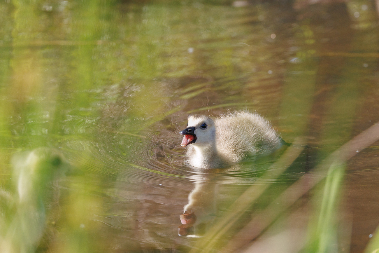 K&uuml;ken einer Kanadagans [Branta canadensis]