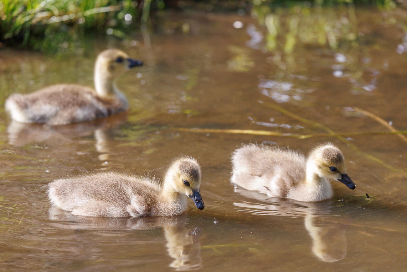 K&uuml;ken einer Kanadagans [Branta canadensis]