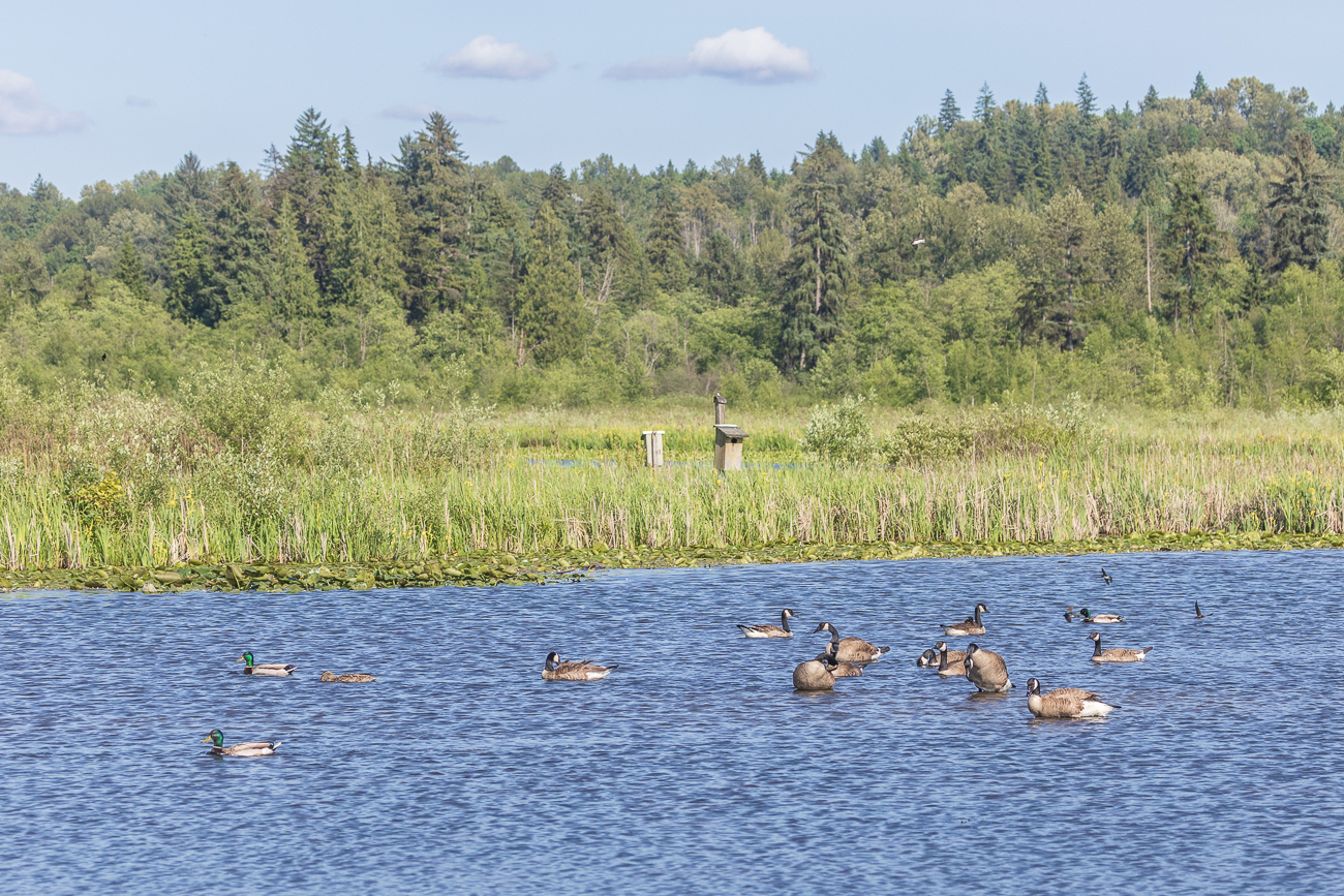 Kanadagänse und Stockenten