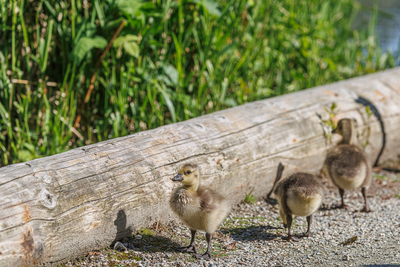 K&uuml;ken einer Kanadagans [Branta canadensis]