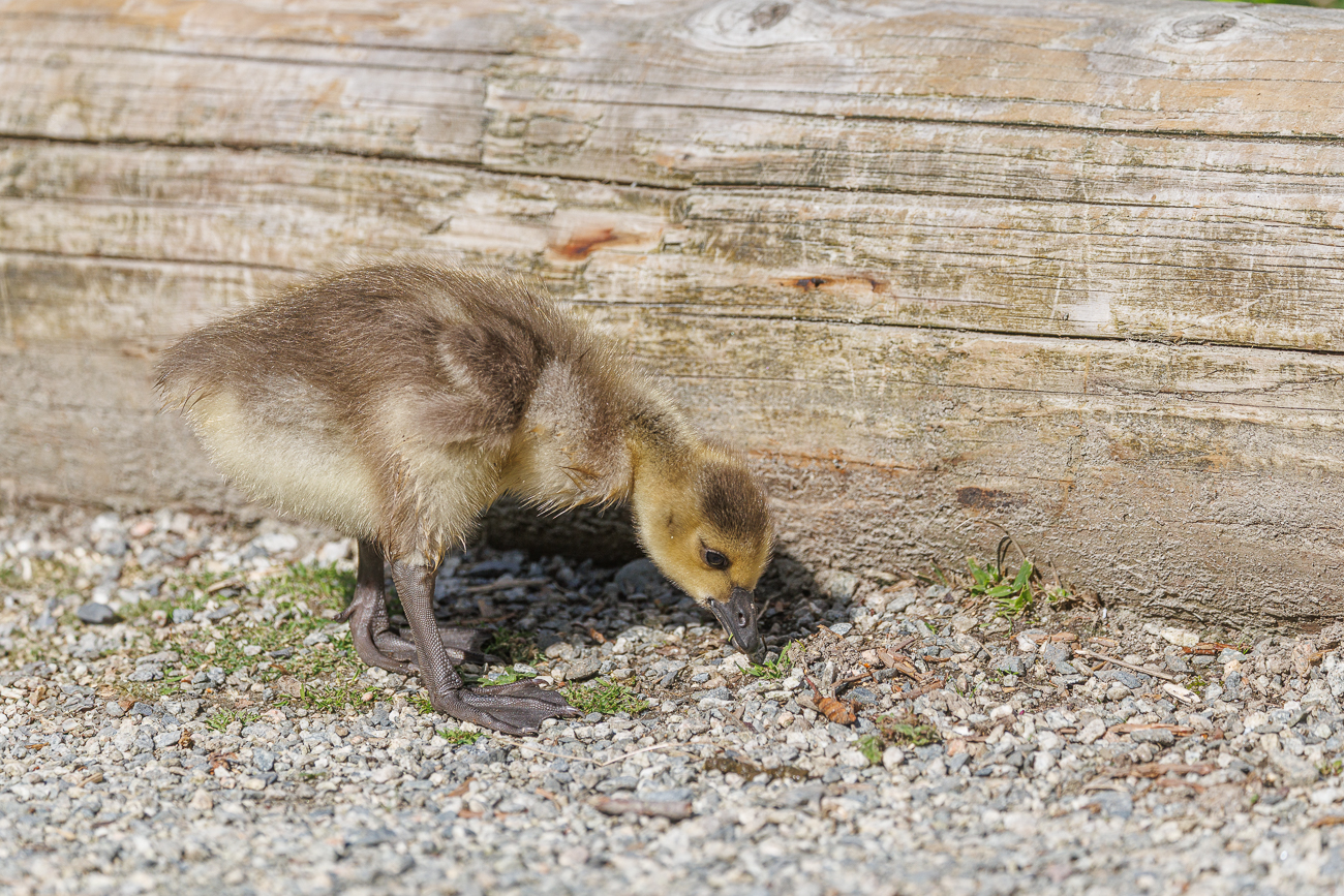 K&uuml;ken einer Kanadagans [Branta canadensis]