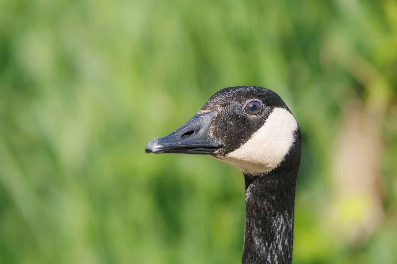 Kanadagans [Branta canadensis]