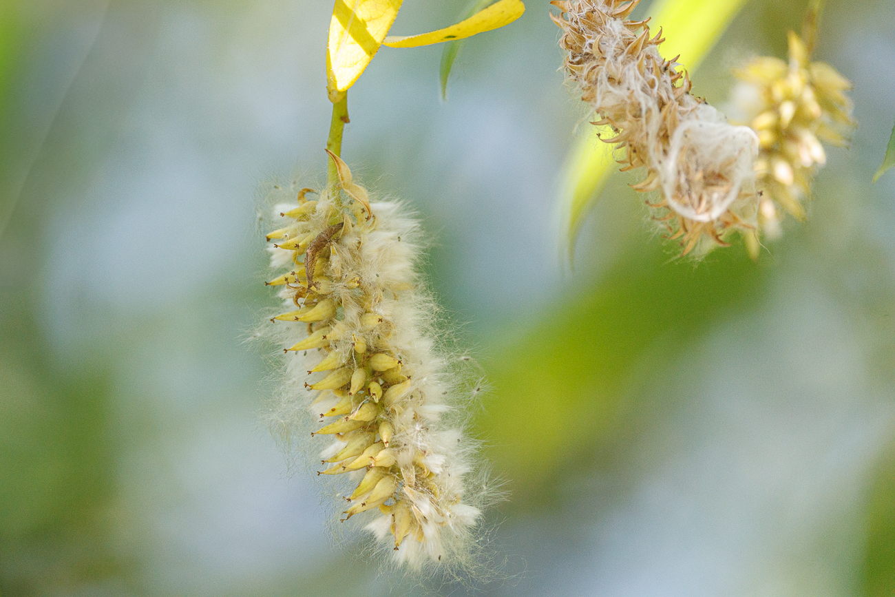 Silberweide [Salix alba]
