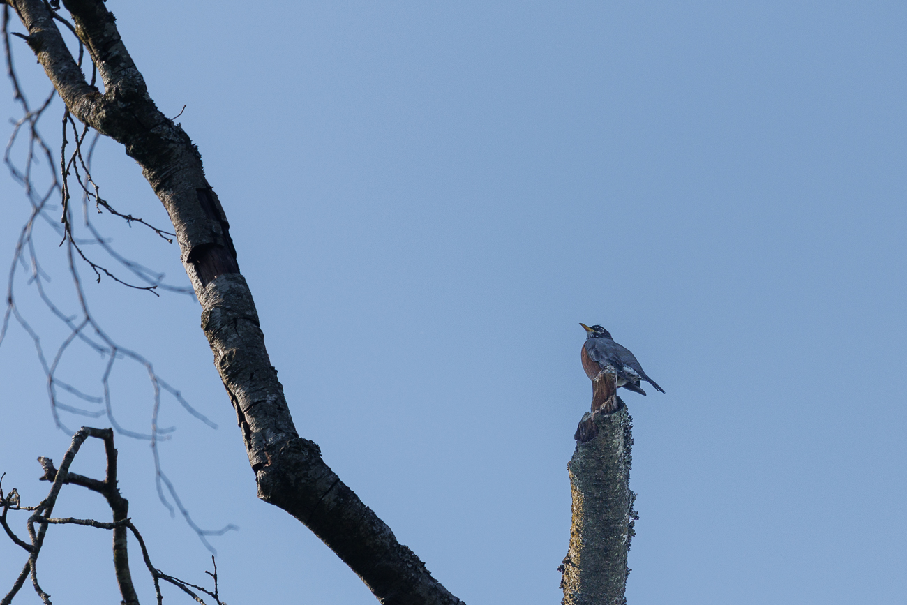 Wanderdrossel [Turdus migratorius]