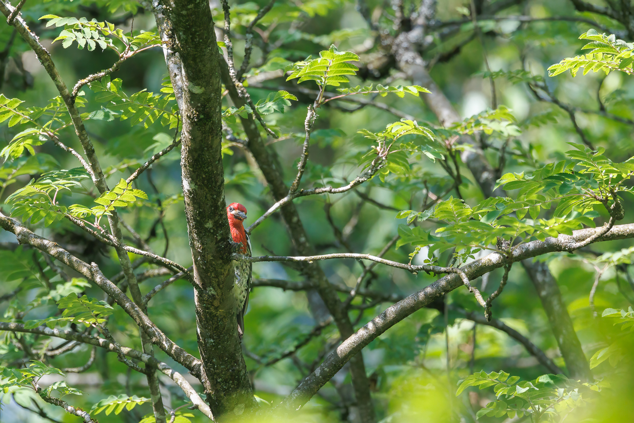 Endlich, der Feuerkopf-Saftlecker [Sphyrapicus ruber]. Leider sehr scheu :-(