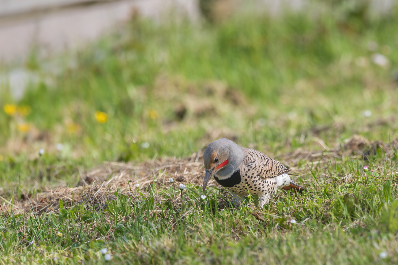 Gleich zu Beginn der Wanderung treffen wir auf einen Goldspecht [Colaptes auratus]