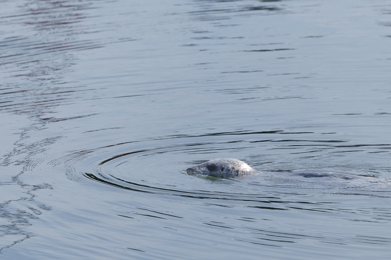 Am Ufer des Coal Harbour tauchen einige Seehunde auf
