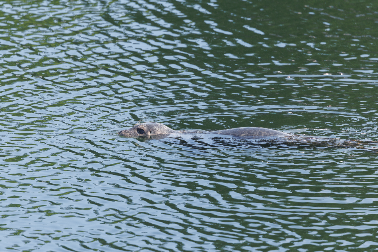 Seehund (Harbour Seal) [Phoca vitulina]