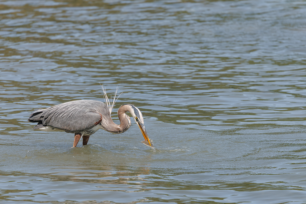 ... und hat einen Fisch gefangen
