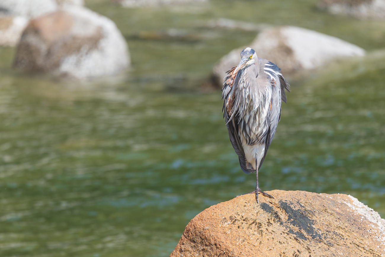 Ein weiterer Blue Heron ...