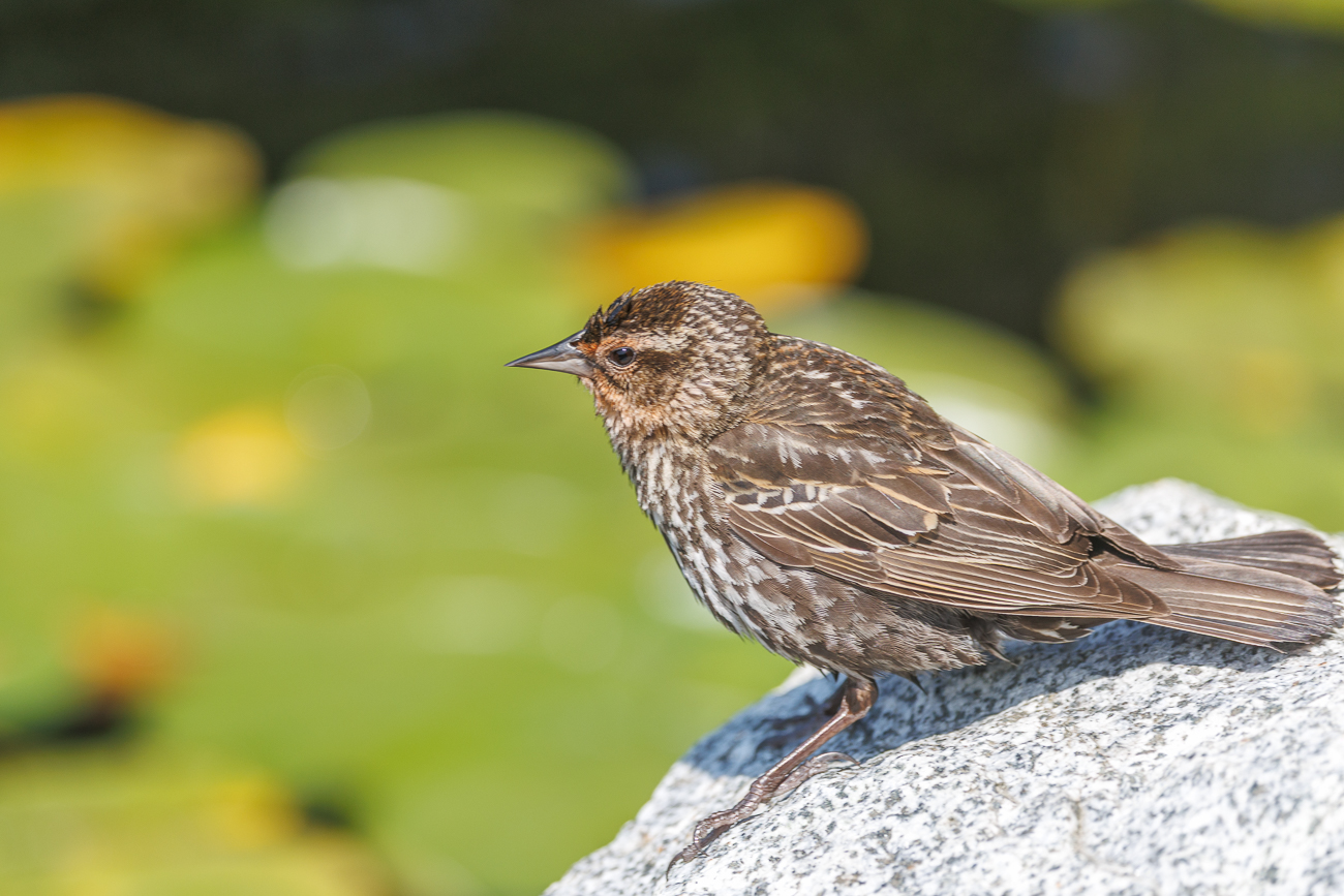 Weiblicher Rotfl&uuml;gelst&auml;rling [Agelaius phoeniceus]