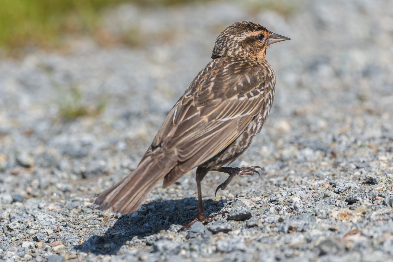 Weiblicher Rotfl&uuml;gelst&auml;rling [Agelaius phoeniceus]