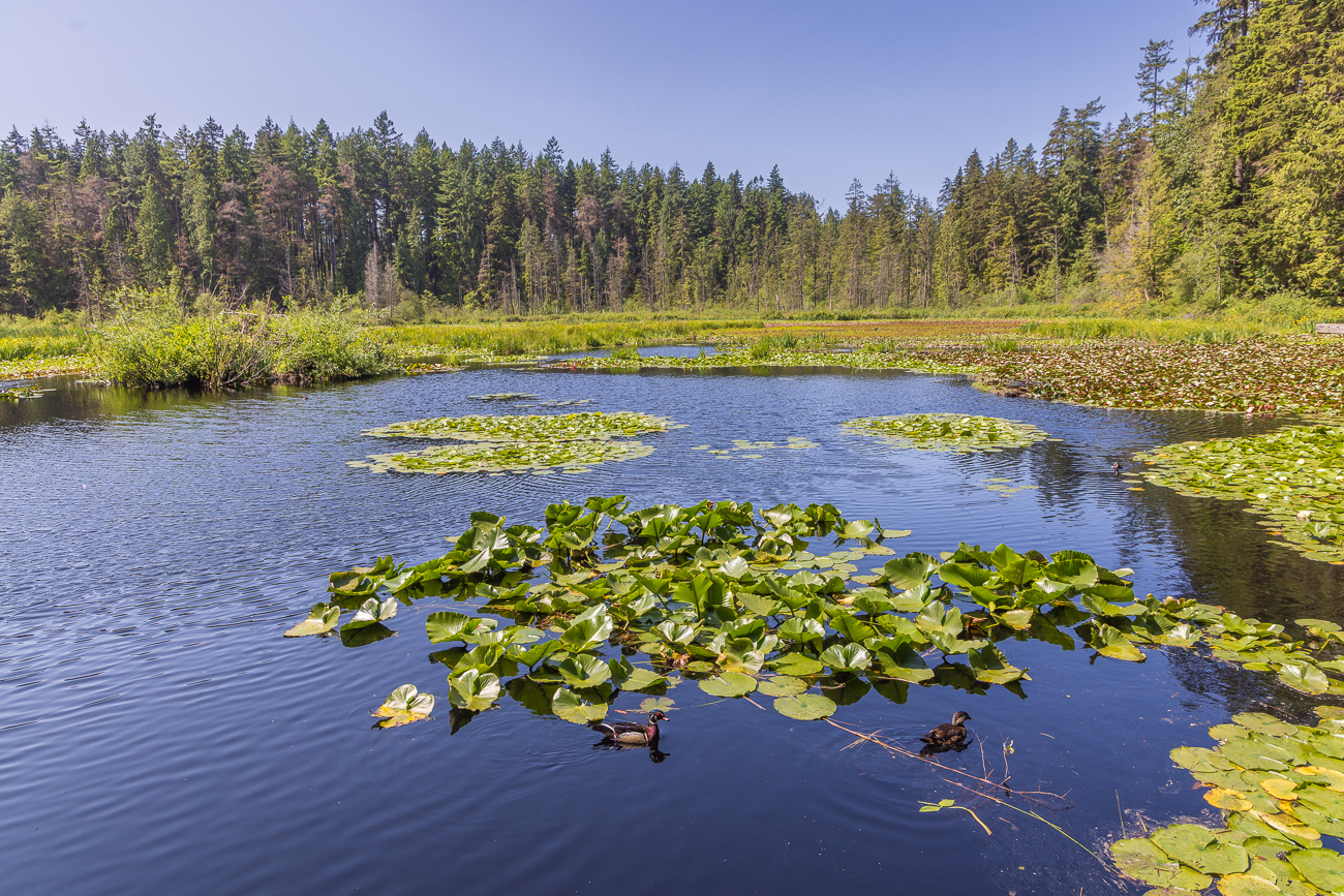 Am Beaver Lake