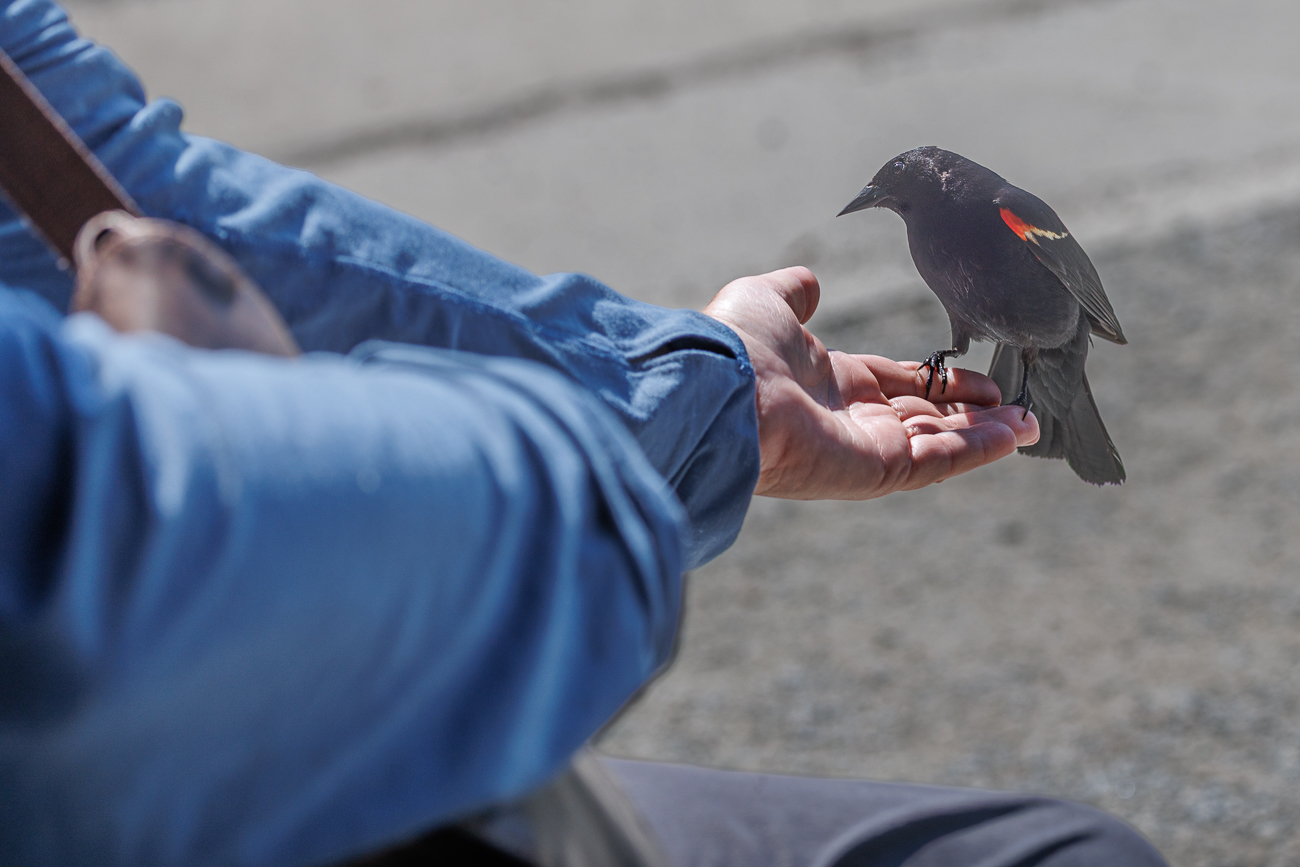 ... so dass der Vogel schwarz abgesoffen ist ...