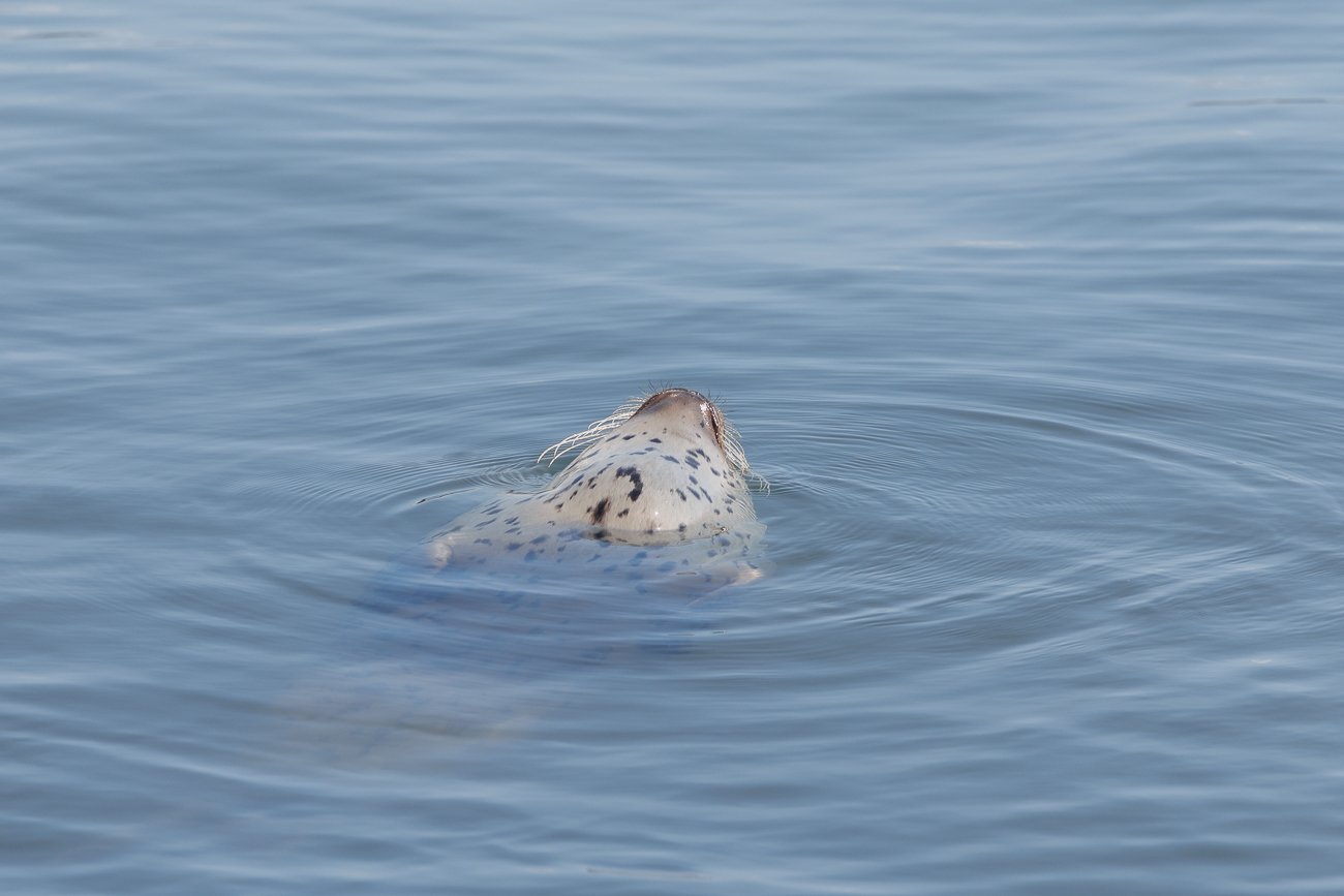 Seehund (Harbour Seal) [Phoca vitulina]