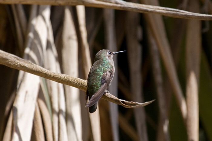 Kolibri in Old Town San Diego