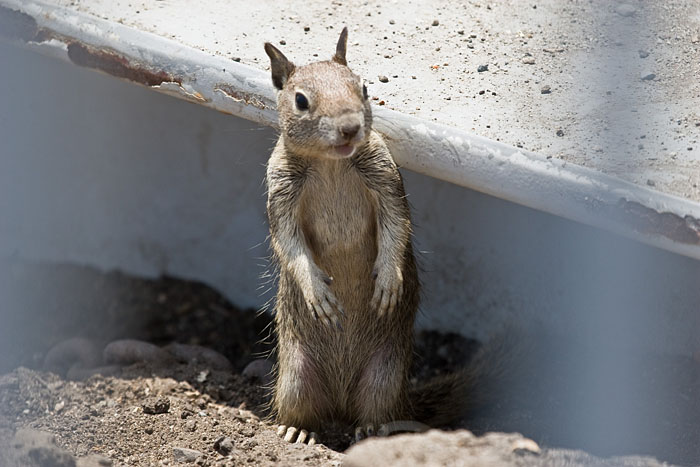 Grey Ground Sqirrel